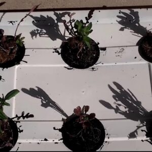 DIY hydroponics Kratky for Beginners  week 3 up date