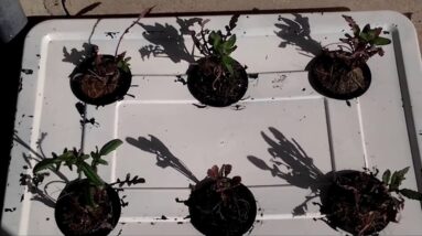 DIY hydroponics Kratky for Beginners  week 3 up date