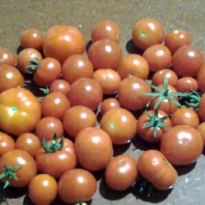 DIY Hydroponics tomatoes pick  1