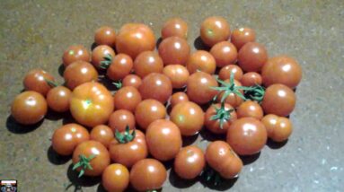 DIY Hydroponics tomatoes pick  1