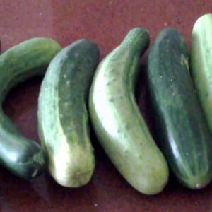 DIY hydroponics vertical A Frame hydroponic system Cucumber pic