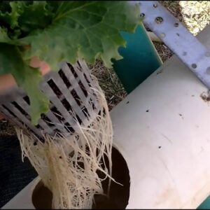 DIY hydroponics vertical A Frame hydroponic system week  5