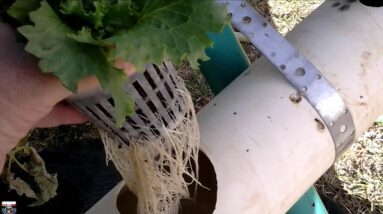 DIY hydroponics vertical A Frame hydroponic system week  5