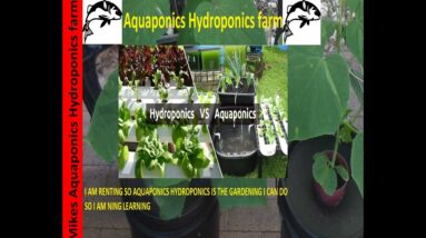 DIY hydroponics vertical (A-Frame) new planting