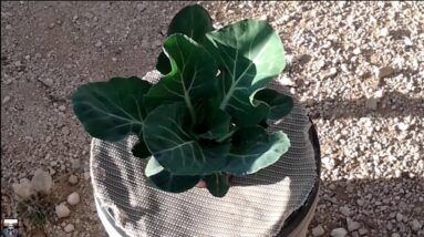 DIY hydroponics - Will it Kratky Cauliflower weeks 5,6,7