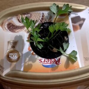 DIY hydroponics Will it Kratky  parsley week 3