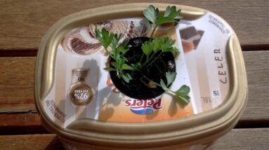 DIY hydroponics Will it Kratky  parsley week 3