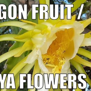 Dragon Fruit Flowers | Pitaya Flowers