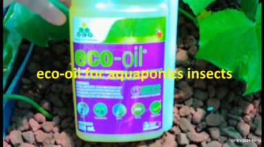 eco-oil for aquaponics insects