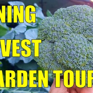 Evening Harvest & Wicking Garden Tour