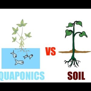 Aquaponics vs Soil 🤜🏾 🥊 Which Grows Faster? | Ask The Aquaponics God Ep6