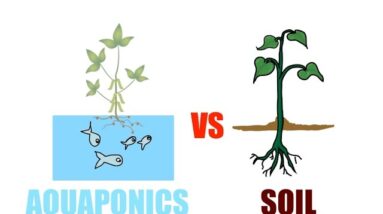 Aquaponics vs Soil 🤜🏾 🥊 Which Grows Faster? | Ask The Aquaponics God Ep6