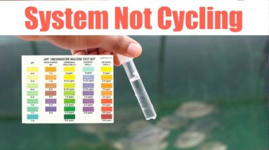 HELP 😕😕😕System Not Cycling | Ask The Aquaponics God Ep10