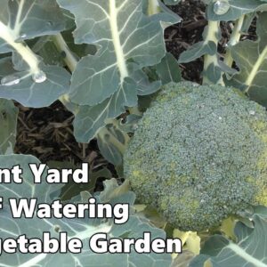 Front Yard Self Watering Vegetable Garden & Fruit Trees