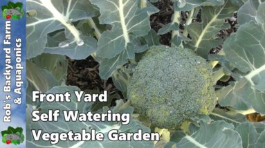 Front Yard Self Watering Vegetable Garden & Fruit Trees