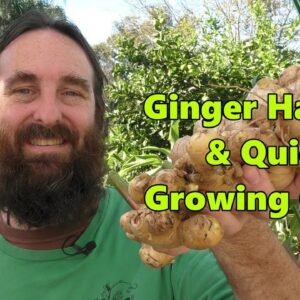 Ginger Harvest & Quick Ginger Growing Guide