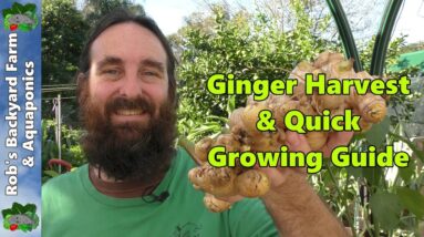 Ginger Harvest & Quick Ginger Growing Guide