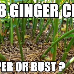 Ginger | Will 2018 Be a MASSIVE Crop or Not?