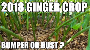 Ginger | Will 2018 Be a MASSIVE Crop or Not?