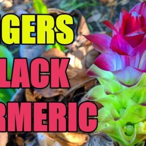 Gingers, Black Turmeric & Renovation Update