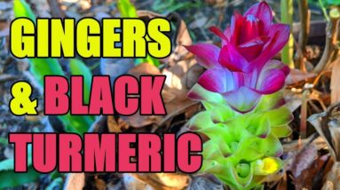 Gingers, Black Turmeric & Renovation Update