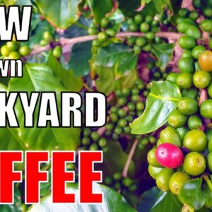 Growing a Backyard Coffee Bush