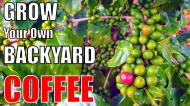 Growing a Backyard Coffee Bush