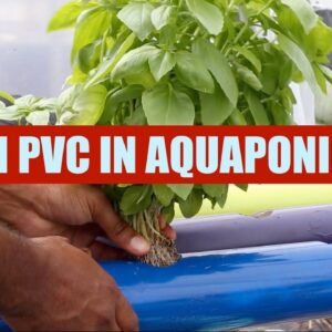 Growing With 2in PVC Pipe | Ask The Aquaponics God Ep2