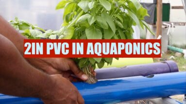 Growing With 2in PVC Pipe | Ask The Aquaponics God Ep2