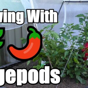 Growing With a Vegepods