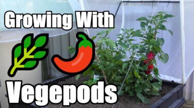 Growing With a Vegepods