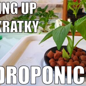 Growing With Kratky Hydroponics