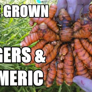 Home Grown Ginger & Turmeric Update | Soil & Aquaponically Grown Spice