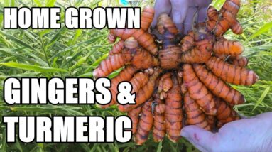 Home Grown Ginger & Turmeric Update | Soil & Aquaponically Grown Spice