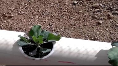 Homemade vertical (A-Frame) hydroponic system up date week 2