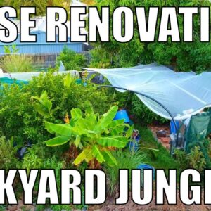 House Renovation & Backyard Jungle update