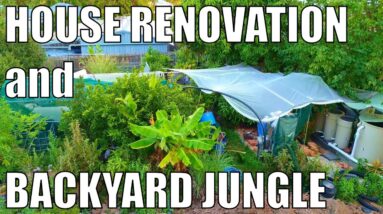 House Renovation & Backyard Jungle update