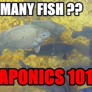 How Many Fish For Aquaponic System | Fish to Grow Bed Ratio