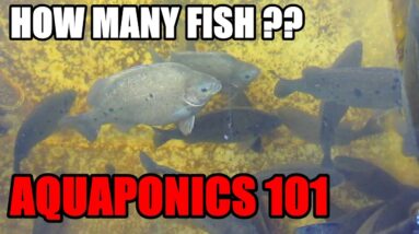 How Many Fish For Aquaponic System | Fish to Grow Bed Ratio