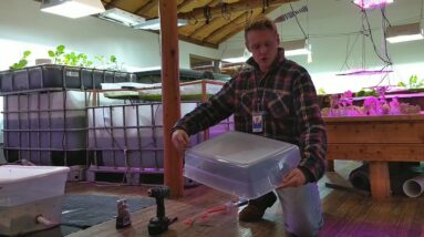 How to build a DIY aquaponics kit (everything from Walmart kit)