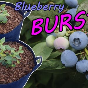 How to Grow Blueberries in Containers