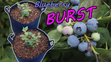 How to Grow Blueberries in Containers