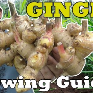 How to Grow Ginger in Beds Containers with Harvest Tips & more