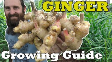 How to Grow Ginger in Beds Containers with Harvest Tips & more