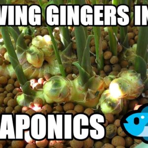 How To Grow Gingers in Aquaponics | Ginger Galangal & Turmeric