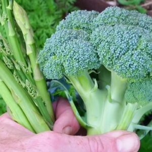 How to Grow & Harvest Broccoli