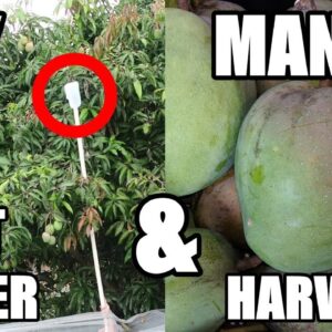 How To Make a Fruit Picker + Mango Harvest