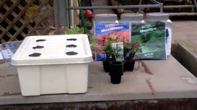 hydroponics Kratky  for Beginners :ORGANIC VEGETABLE GARDENER