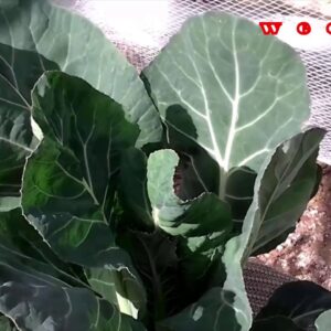 hydroponics  - Will it Kratky? Cauliflower week 2 up date