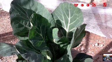 hydroponics  - Will it Kratky? Cauliflower week 2 up date